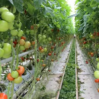 Serre de tomates en Bretagne
