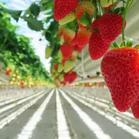 fraises
