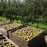 vergers poire