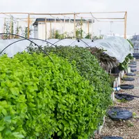 agriculture sur les toits