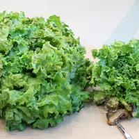 La forme vasculaire de la fusariose de la salade induit des retards de croissance et des jaunissements.