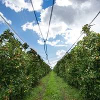 Les fortes chaleurs peuvent avoir des conséquences sur la qualité des pommes à la récolte puis durant la conservation.
