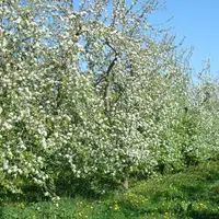 Les variétés de pommes à cidre sont très sujettes à l'alternance.