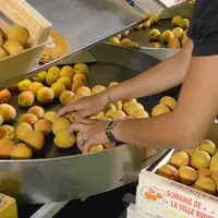 Arboriculture fruitière dans la Drôme . Tri, calibrage, conditionnement et mise en cageots d' abricots fraîchement cueillis . Production de fruits . E