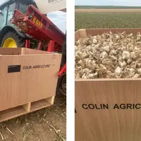 Ail récolté dans un champ de Colin Groupe en Alsace à Mittelhausen (Bas-Rhin).