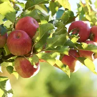 Une branche de pommes Pink Lady