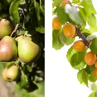 Poires williams sur arbre et abricot sur arbre