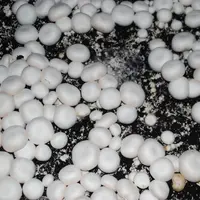 La consommation de champignons frais augmente au détriment de l'appertisé et du surgelé.