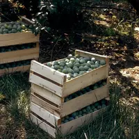 Fruits / Arboriculture / Récolte / Caisses de prunes Reine-Claude dans un verger