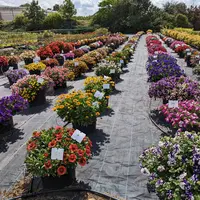 Photos des essais de plantes annuelles sur le site de Roville-aux-Chênes.