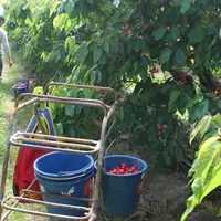 Récolte de cerise label rouge, en mai 2019