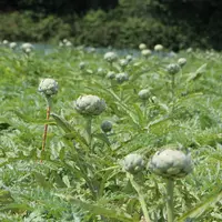 La Bretagne assure 60-65 % de la production française d’artichaut.