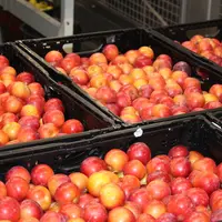 Au pic de la production, 200 tonnes de prunes doivent être expédiées par jour.