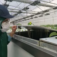 Les cultures installées sur des tables à hauteur d’homme poussent dans un environnement maîtrisé, grâce au système automatisé de brumisation qui alime