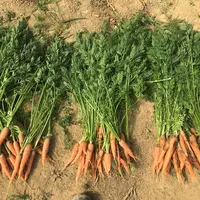 La carotte botte reste un article très important, vendu entre 2 € et 2,5 € la botte au détail.