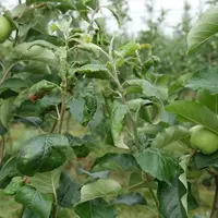 Des essais en cours visent à identifier le nombre et le positionnement le plus optimal des insecticides automnaux.