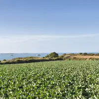paysage champ bord de mer très emblématique de la production maraîchère bretonne