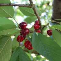 Chambe Agri-Fruits a rentré 1 200 tonnes de cerises cette saison contre 1 700 tonnes en 2022.
