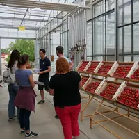 Comme l’année précédente, l'essai CTIFL a mis en évidence une faible variabilité de la fermeté au sein du segment grappe.