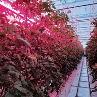 Deux types d’éclairage (Philips à gauche, Red à droite) ont donné des résultats agronomiques proches mais avec des niveaux de consommation différents.