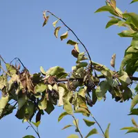 Le changement climatique pourrait favoriser l’arrivée du feu bactérien en Val de Loire.