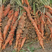 Les Meloidogynes spp ou nématodes à galles provoquent de grosses galles sur le pivot et sur les racines secondaires.