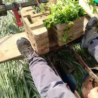 La culture sous couvert implique de tout maîtriser, la réussite du couvert, la plantation, l’irrigation, la fertilisation et le désherbage.