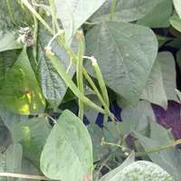 haricot vert. culture de haricot vert pour l'industrie. champ. bretagne.