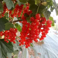 La groseille fait aussi partie de la gamme fruits rouges produite par Sicoly.