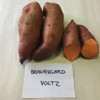 Tubercules produits en sol sableux (en haut) et en sol limoneux (en bas). Essais de la Chambre d’agriculture d’Île-de-France.