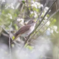 Le rossignol philomèle (Luscinia megarhynchos), au chant caractéristique très sonore, émet jour et nuit dès son arrivée mi-avril à son retour de migra