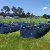 Après un an de culture en palox, les mycorhizes se sont installées sur l’ensemble des modalités.