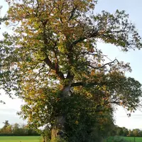 Un châtaigner Marron noir des Mauges peut produire 100 kg de châtaigne par an.