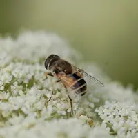 Un grand nombre de larves de syrphes sont consommatrices de pucerons.