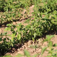 Le basilic fait partie de la gamme des aromates qu'il est possible de produire en plein champ et sous abri.