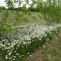La marguerite s’est développée rapidement avec un recouvrement plus hétérogène que l’achillée millefeuille (photo mai 2020).