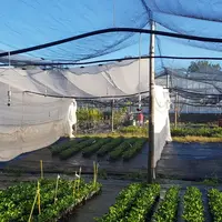 Des plants ont également été mis sous ombrage avec un filet d’ombrage blanc et un témoin au premier plan.