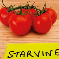 Ronvine (Nun09400), Starvine (Nun09416) et Pikano (72-IM6745) sont les les premières variétés grappes résistantes au ToBRFV observées au Caté.