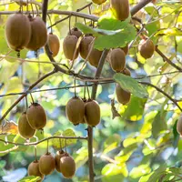Cette année, la récolte des kiwis des producteurs réunis au sein du BIK a été tardive à cause des fortes pluies.