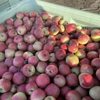 Pallox de pommes Pink Lady au verger.