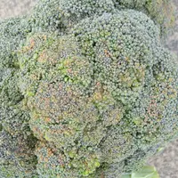 Les fortes températures estivales peuvent aussi provoquer l’apparition de points jaunes à la surface des têtes de brocoli