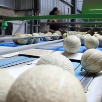 La prédominance des variétés à écorces « ornementées » a permis de limiter la problématique de sensibilité au marquage.