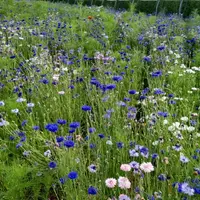 Toutes les allées des serres ont été enherbées et les abords végétalisés pour limiter les températures estivales et profiter de la biodiversité.