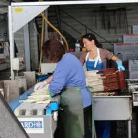 En 2023, l’alternance des journées chaudes et plus fraîches a permis une augmentation des quantités produites sans pic de production.