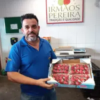 Le Brésil demeure un pays importateur net de pulpes de fraise congelées.