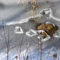 Glace sur un plan d'eau. Gel d'une mare. Traces de pattes d'oiseau en givre. Hiver. Froid.