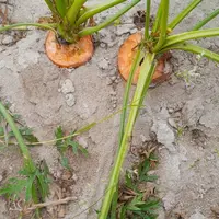 Le temps consacré à la pose de filets verticaux contre les lapins et lièvres pour éviter ce type de dégats peut varier de 2 à 10 h/ha.