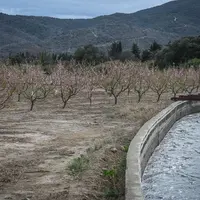 sécheresse verger Pyrénnées-Orientales