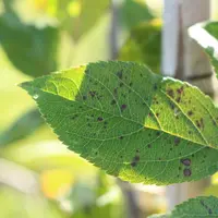 Tavelure sur une feuille de pommier
