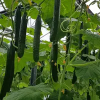 En première culture, la modalité avec la réduction de l’EC a obtenu le meilleur rendement de l’essai soit 3,4 fruits/m² de plus que celui du témoin.